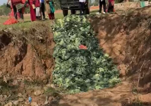 खान अयोग्य देखिएपछि  ८ सय ७० किलो काउली नष्ट