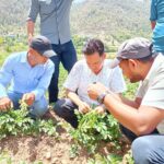 सल्यानको निगांलचुलामा आलुमा पुतली कीराको प्रकोप, बिज्ञको टोली  बारीमा