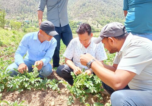 सल्यानको निगांलचुलामा आलुमा पुतली कीराको प्रकोप, बिज्ञको टोली  बारीमा