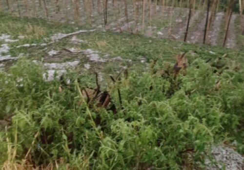 सल्यानमा असिनाले एक हजार रोपनी जग्गामा लगाएको तरकारीमा क्षती पुर्यायो