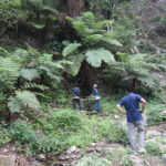 कर्णालीमा पहिलोपटक बहुमूल्य दुर्लभ ‘रुख उन्यु’ फेला परेको पुष्टि