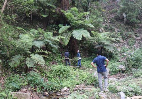कर्णालीमा पहिलोपटक बहुमूल्य दुर्लभ ‘रुख उन्यु’ फेला परेको पुष्टि