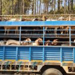 सल्यानका दुई पालिकाबाट ५ करोडभन्दा बढीको खसी–बोका निकासी