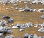 राप्ती लोकमार्गसहित सडकमा वन्यजन्तु मैत्री संरचना थप्न माग