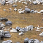 राप्ती लोकमार्गसहित सडकमा वन्यजन्तु मैत्री संरचना थप्न माग