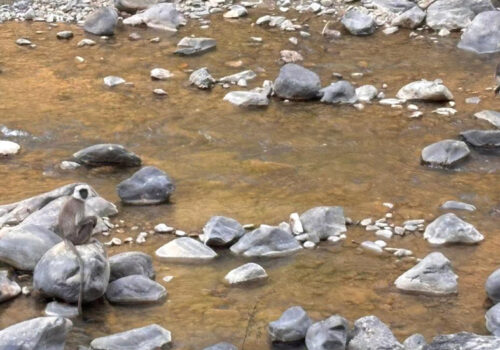 राप्ती लोकमार्गसहित सडकमा वन्यजन्तु मैत्री संरचना थप्न माग