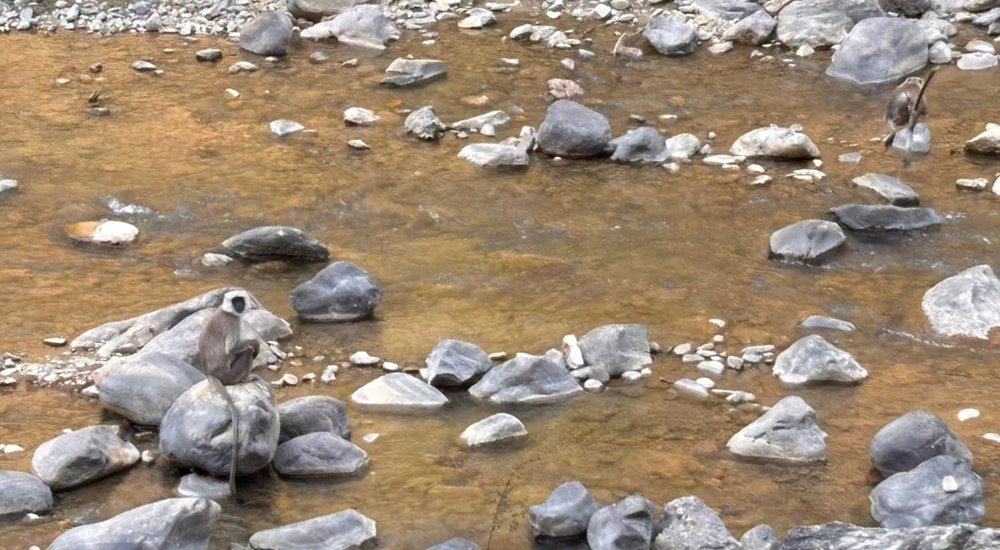 राप्ती लोकमार्गसहित सडकमा वन्यजन्तु मैत्री संरचना थप्न माग