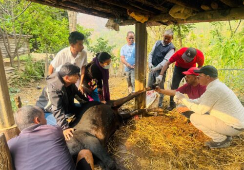 सल्यानमा शंकास्पद अज्ञात रोगको प्रकोप, सयौँ पशुचौपाया बिरामी