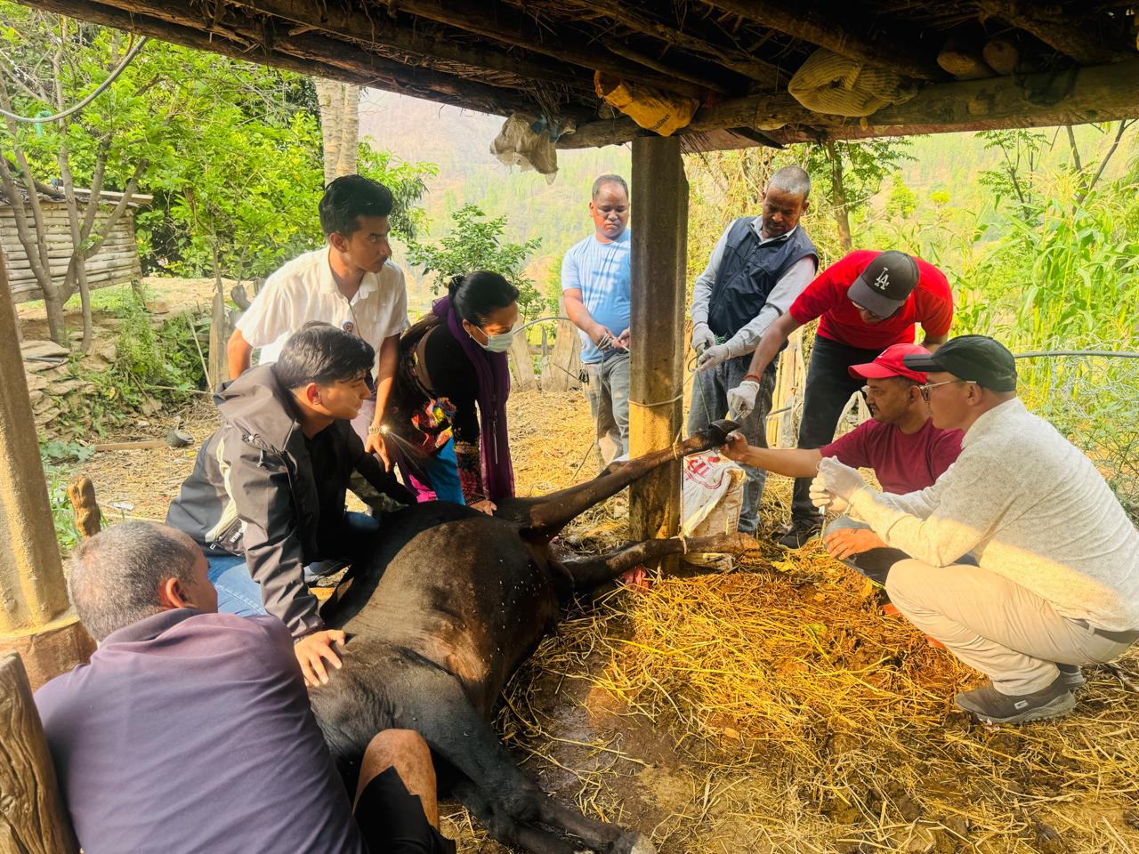 सल्यानमा शंकास्पद अज्ञात रोगको प्रकोप, सयौँ पशुचौपाया बिरामी