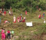 विश्व वातावरण दिवसमा सल्यानभर वृक्षारोपण