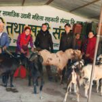 सल्यानमा एउटै पालिका बाट ४ करोड ७० लाख भन्दा बढिको खसी निकासी