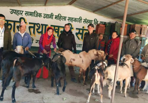 सल्यानमा एउटै पालिका बाट ४ करोड ७० लाख भन्दा बढिको खसी निकासी