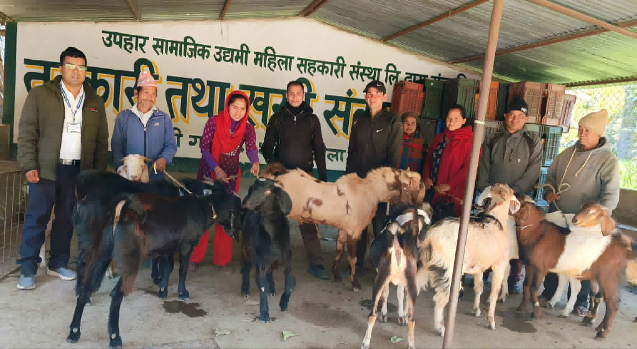 सल्यानमा एउटै पालिका बाट ४ करोड ७० लाख भन्दा बढिको खसी निकासी
